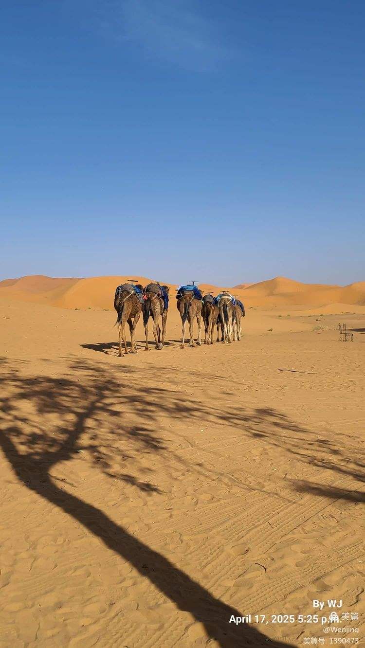 智利险胜摩洛哥，托尼高光表现